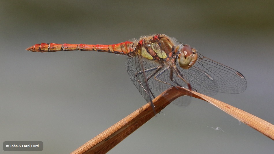 J18_1844 Sympetrum striolatum male.JPG